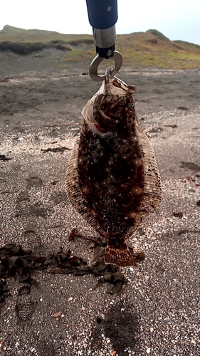 ソゲの釣果