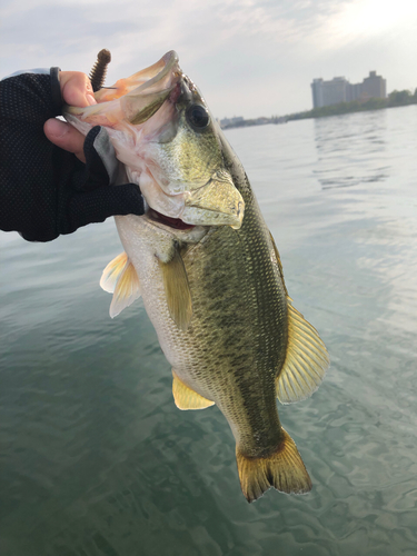 ラージマウスバスの釣果