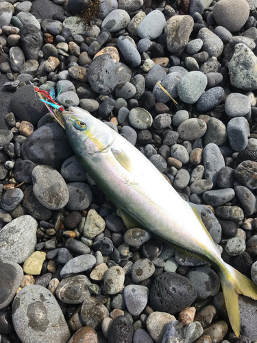 ショゴの釣果