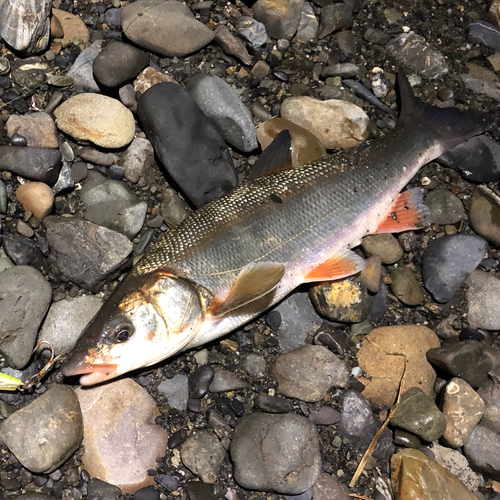 ウグイの釣果