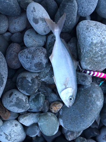 ショゴの釣果