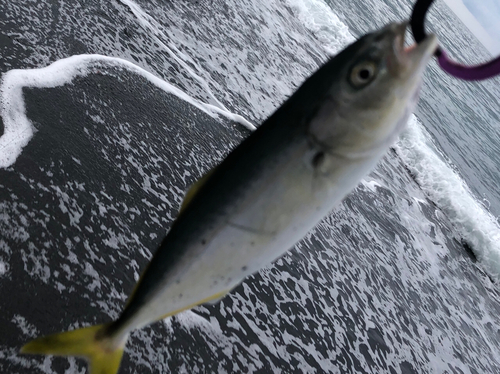 ワカシの釣果