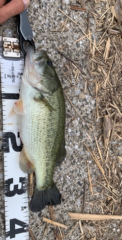 ラージマウスバスの釣果