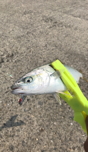 ツバスの釣果