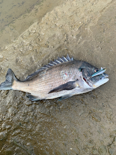 チヌの釣果