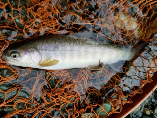 イワナの釣果