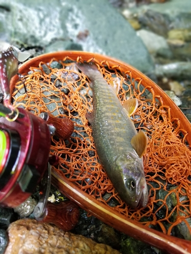 イワナの釣果