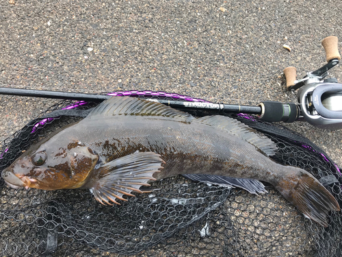 アイナメの釣果