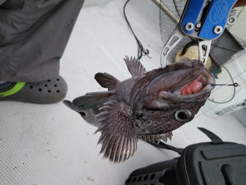 マゾイの釣果