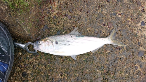 コノシロの釣果