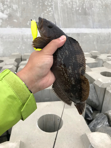 アイナメの釣果