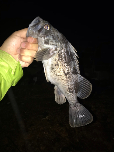 クロソイの釣果