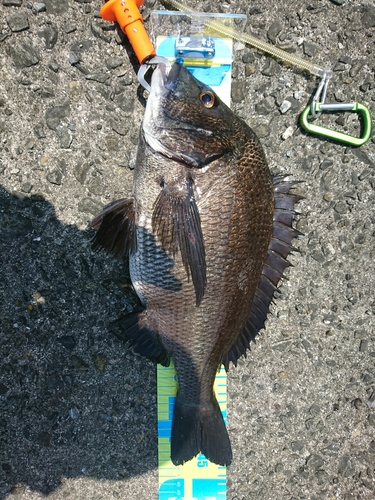 チヌの釣果