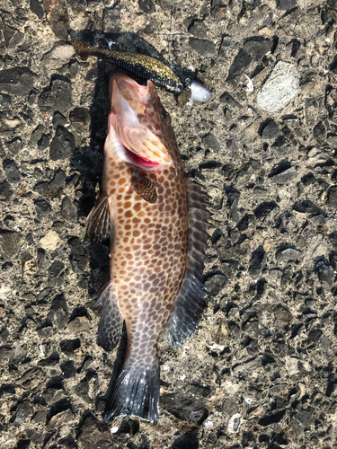 オオモンハタの釣果