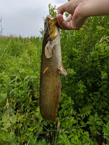 ナマズの釣果