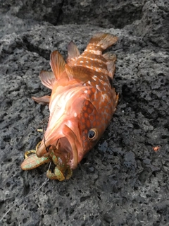 アコウの釣果