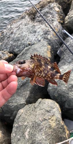 カサゴの釣果