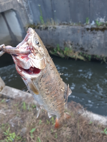 ヤマメの釣果