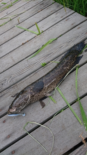 ライギョの釣果