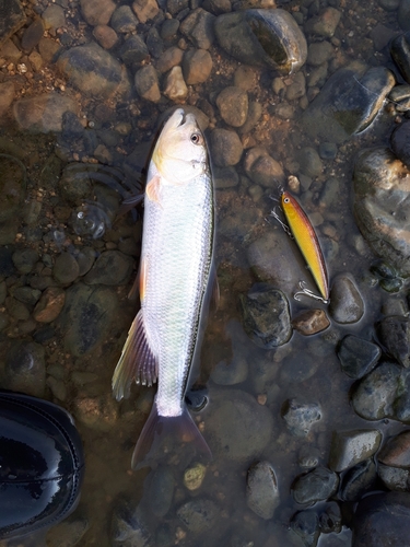 ハスの釣果