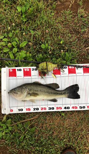 ブラックバスの釣果