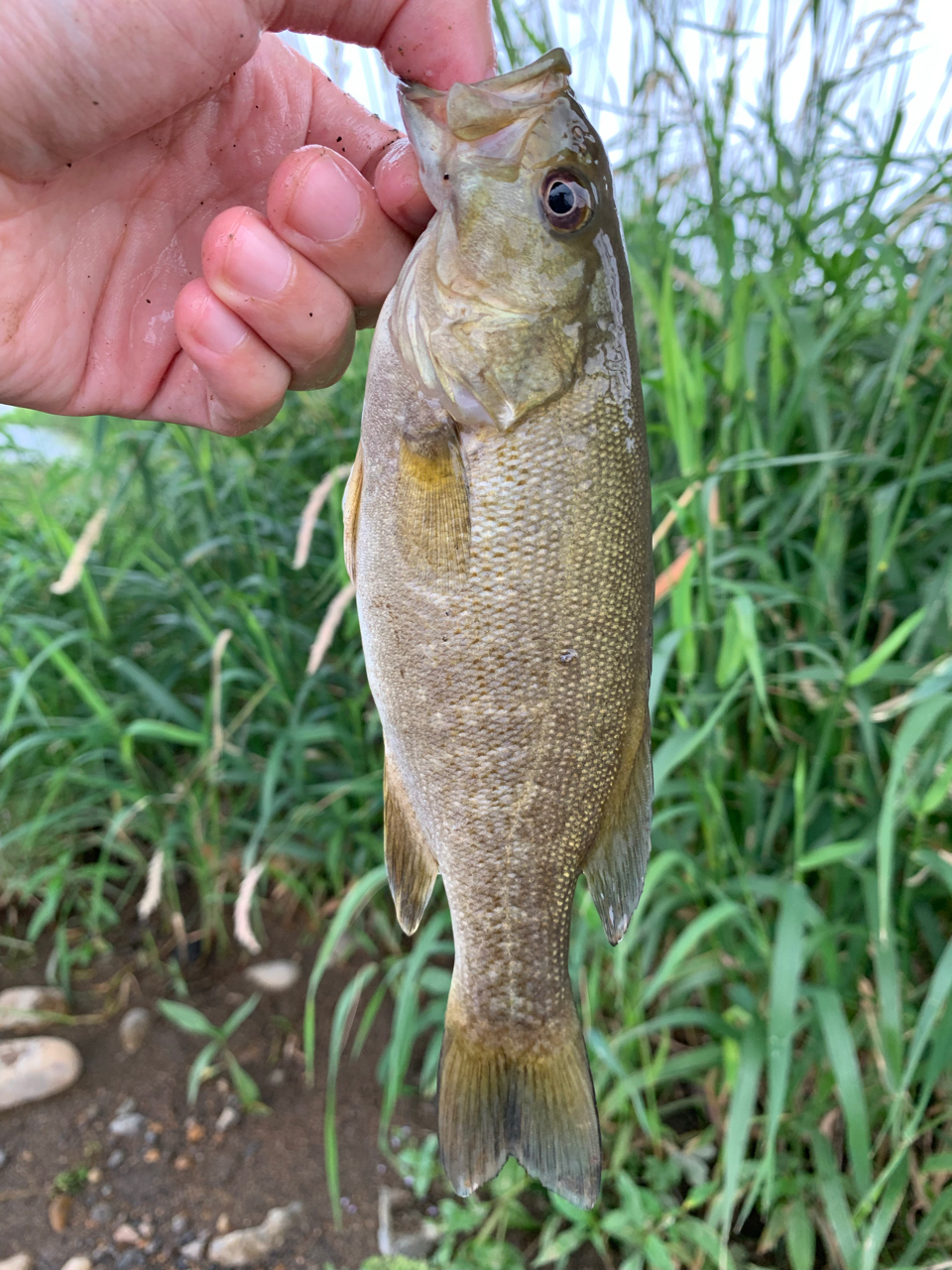 スモールマウスバス