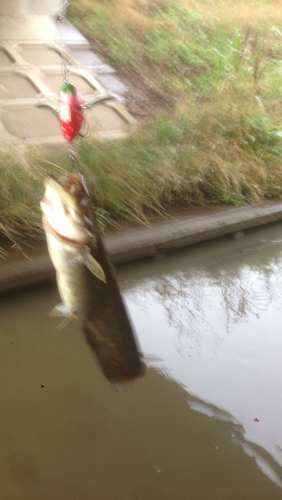 マナマズの釣果