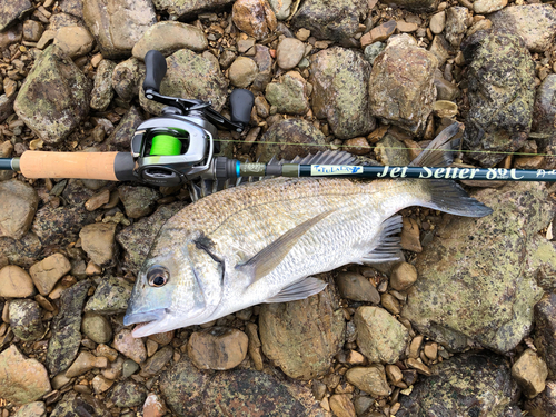 ミナミクロダイの釣果