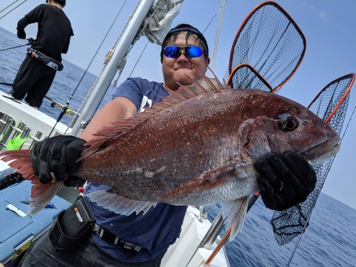 マダイの釣果