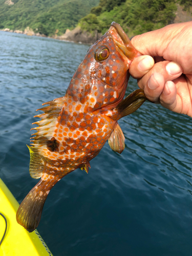 キジハタの釣果