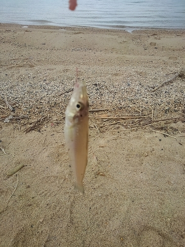 シロギスの釣果