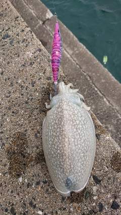 シリヤケイカの釣果