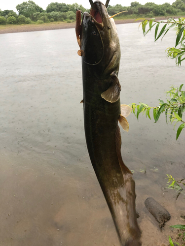 ナマズの釣果