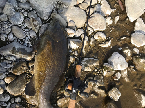 スモールマウスバスの釣果