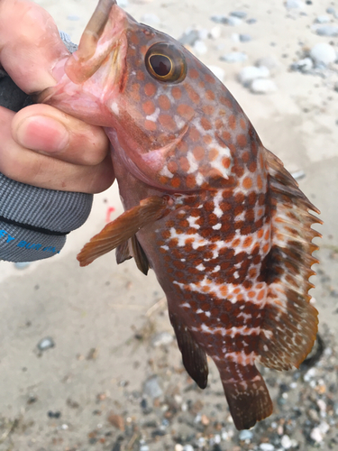 キジハタの釣果