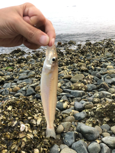 キスの釣果