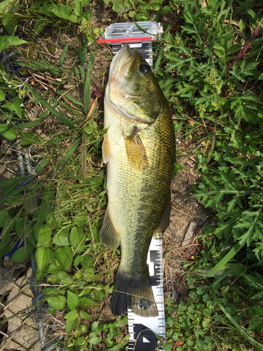 ブラックバスの釣果