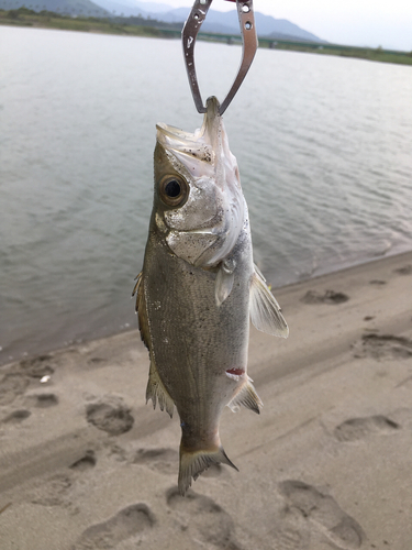 セイゴ（ヒラスズキ）の釣果