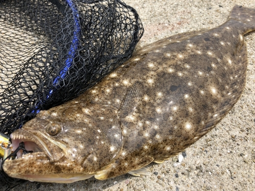 ヒラメの釣果