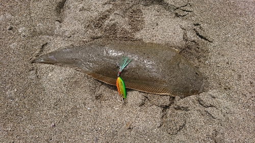 シタビラメの釣果