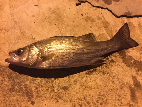 スズキの釣果