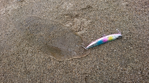 シタビラメの釣果