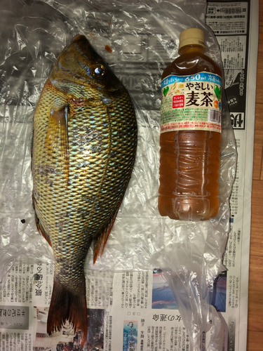 タマンの釣果