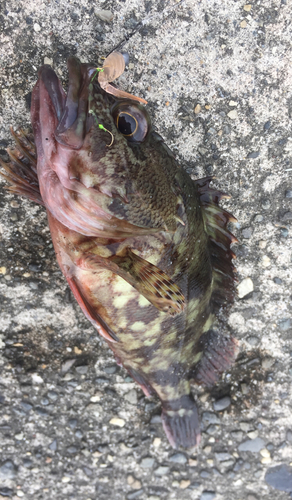 カサゴの釣果