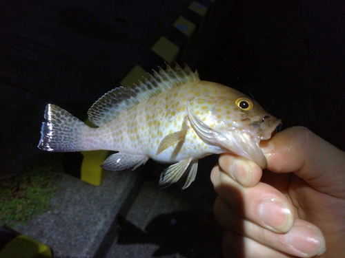 オオモンハタの釣果