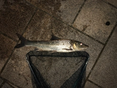 ニゴイの釣果