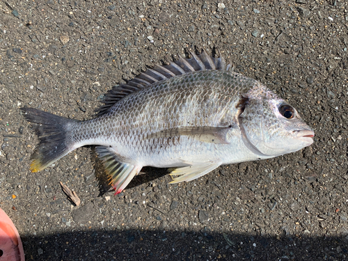 キビレの釣果