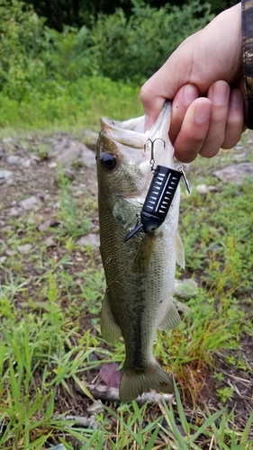 ブラックバスの釣果