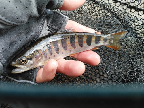 アマゴの釣果