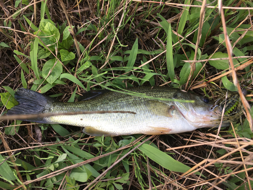 ラージマウスバスの釣果